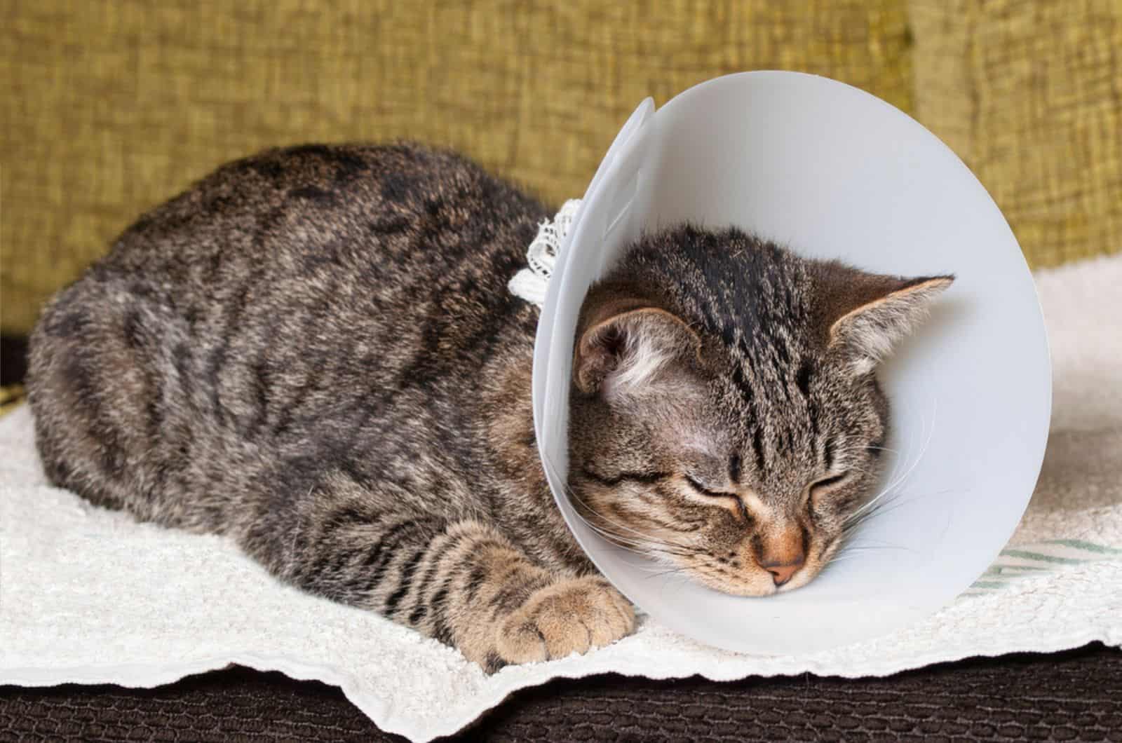 Slapende kat met een Elizabethaanse halsband in huis