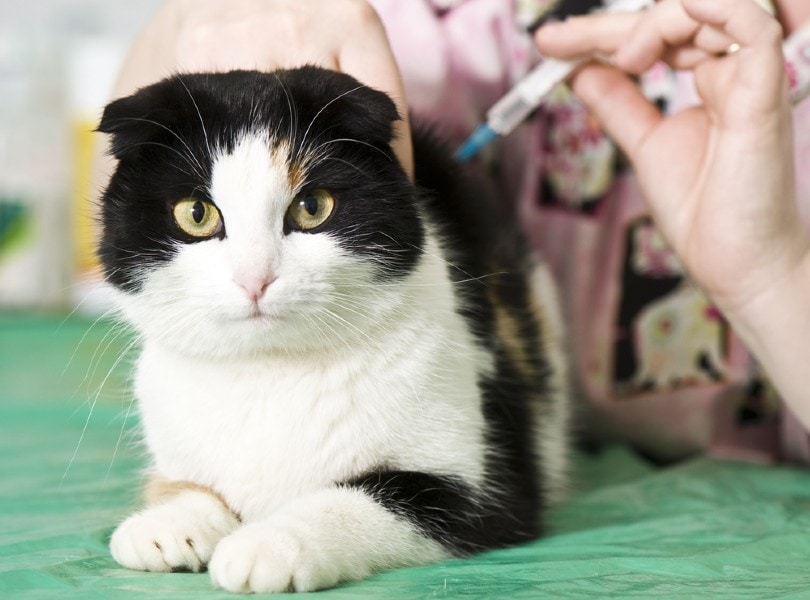 kat krijgt een inenting van een dierenarts