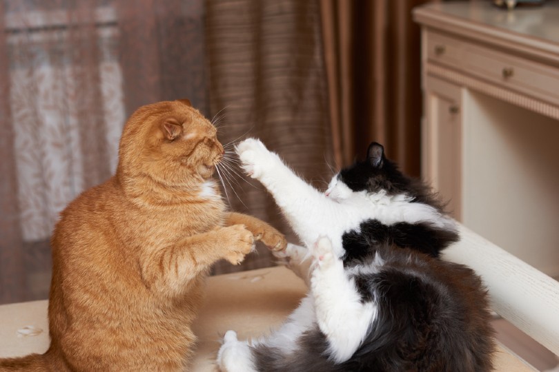 katten vechten