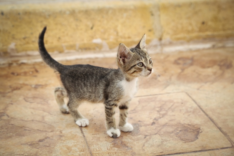 Cyprus kitten