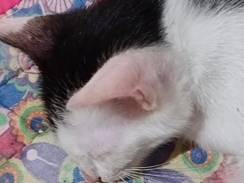 Zwart en wit kitten met Henry's vouw in het oor