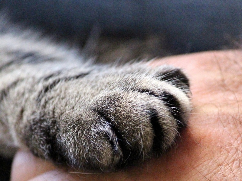 Kattenpoot op een menselijke hand