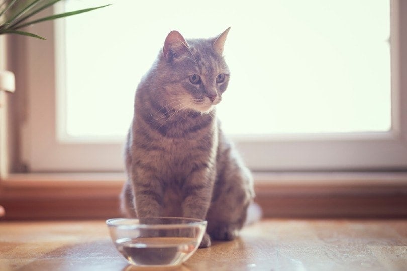 tabby kat zittend naast een kom water
