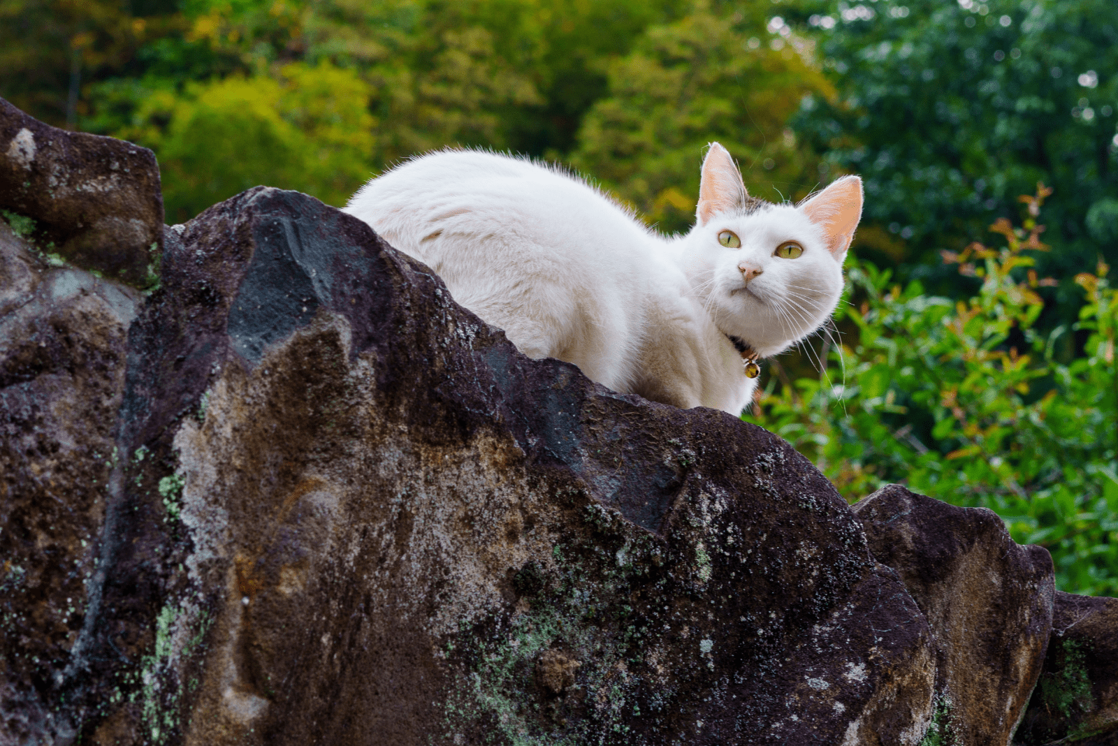de kat staat op een steen en kijkt in de verte