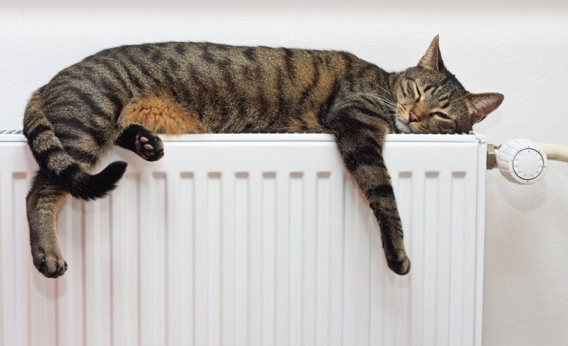 grijze tabby kat slapen op warme radiator