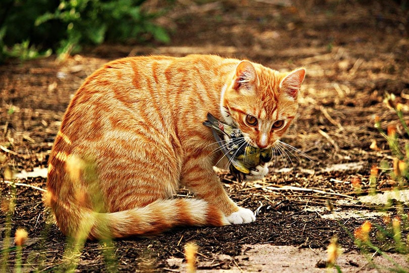 rode tabby kat op jacht naar een kleine vogel