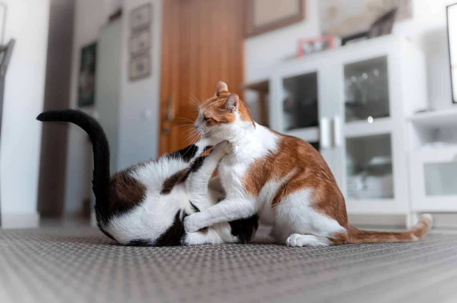 twee spelende katten