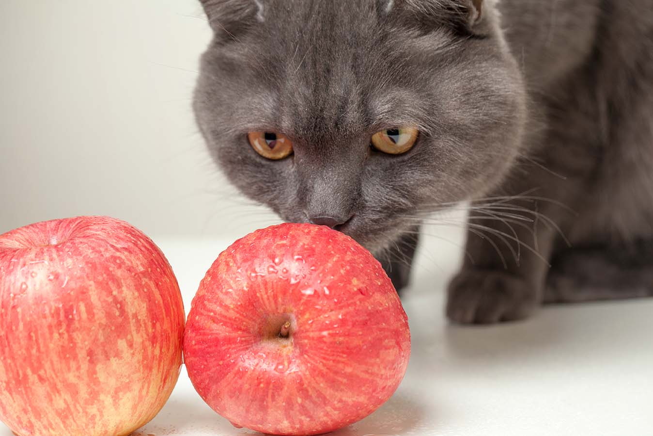 kat ruikende appels