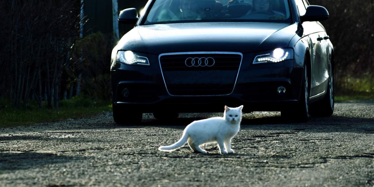 Wat te doen als uw kat wordt aangereden door een auto: een stapsgewijze handleiding