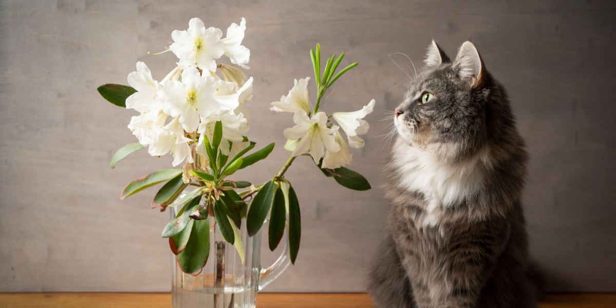 Welke geuren haten katten? Deze lijst zal u misschien verrassen