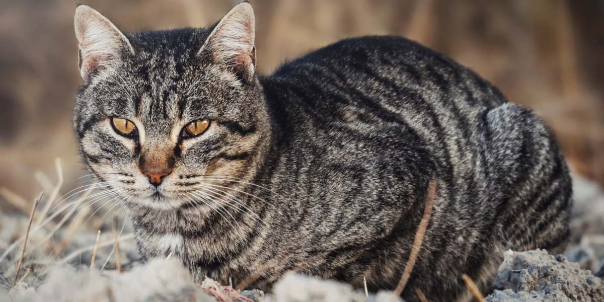 Zijn katten allergisch voor schimmel?