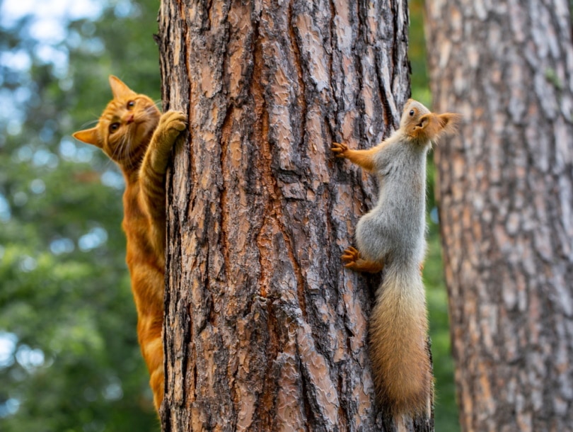 kat en eekhoorn klimboom
