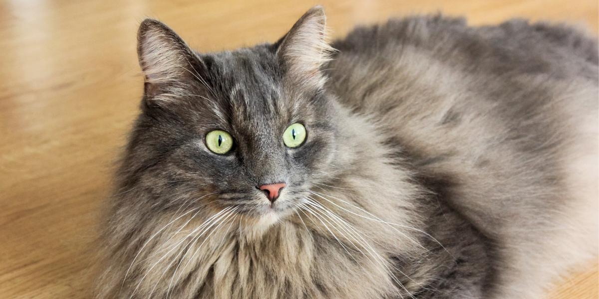 10 fascinerende feiten over kattenhersenen