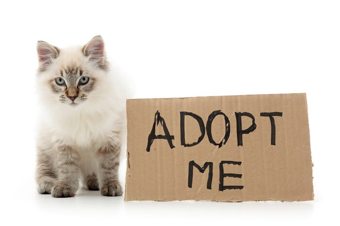 wat u moet weten voordat u een kattenfunctie adopteert