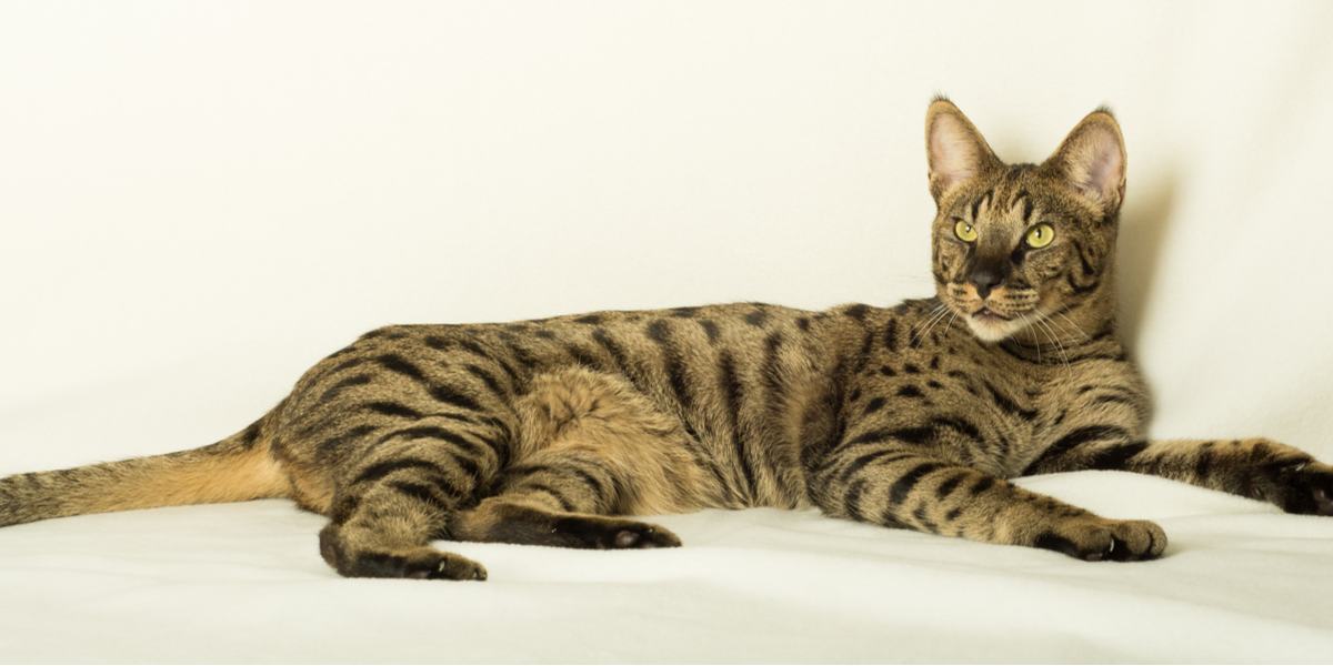 11 dingen die je niet wist over Savannah Cats
