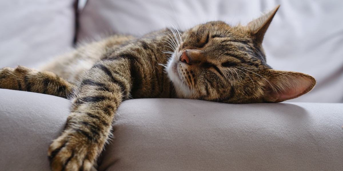 11 tips om je kat te trainen om de hele nacht te slapen