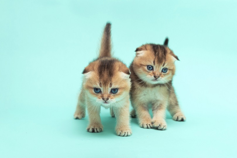 schattige Schotse vouw kittens chinchilla een maand old_Mikhail Kniazev_shutterstock