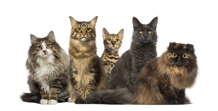 12 zeldzame vachtkleuren -patronen bij katten