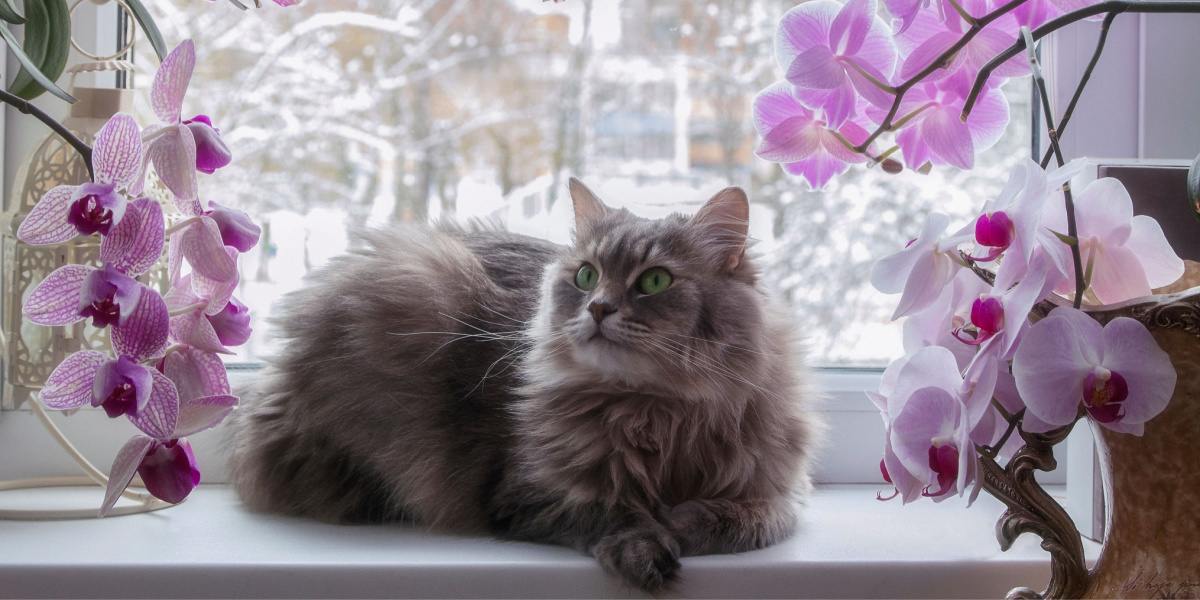 150 beste bloemkatnamen die bij elke kat passen