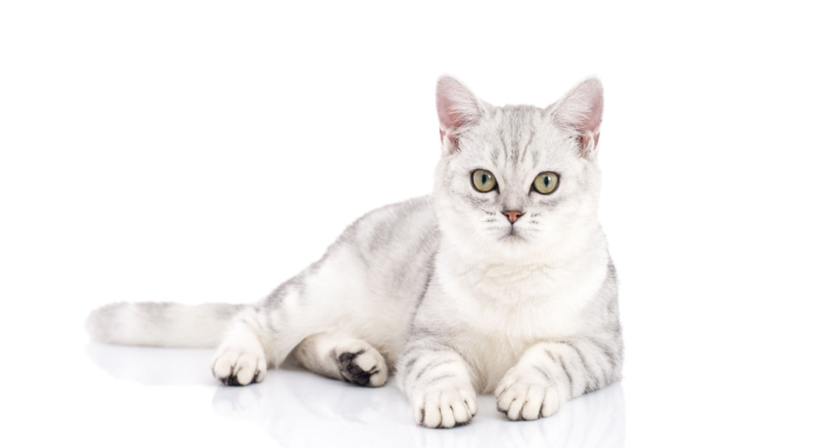 150 beste indiaanse kattennamen ideeën voor uw nieuwe huisdier