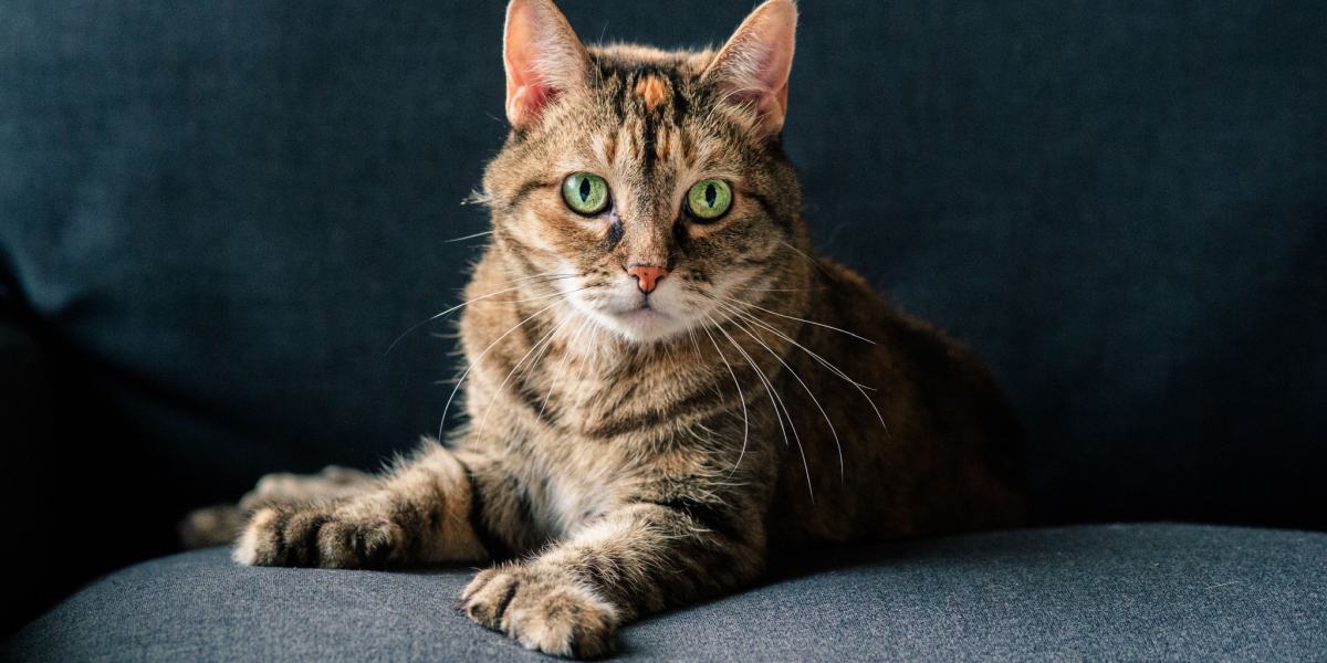 150 beste polydactyl kattennamen: unieke ideeën voor katten met extra tenen