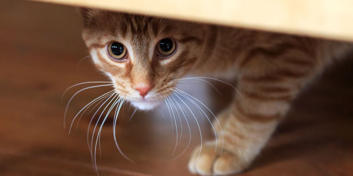 150 beste verlegen kattennamen voor zoete en timide katten