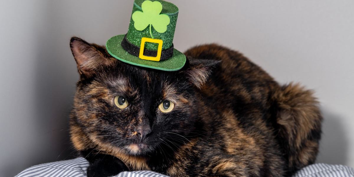 150 geweldige Ierse kattennamen voor je lieve kat
