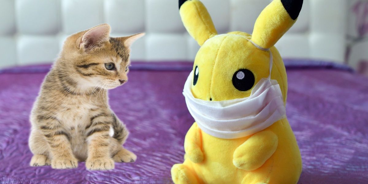 150 schattige pokemonnamen voor katten met betekenissen