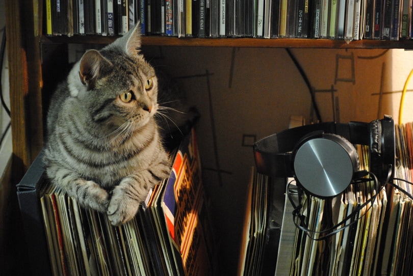 Grijze kat zittend op oude muziekplaten