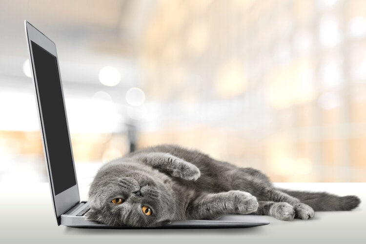 Mooi, huiselijk, kat, zitten, op, het bureau, met, een laptop