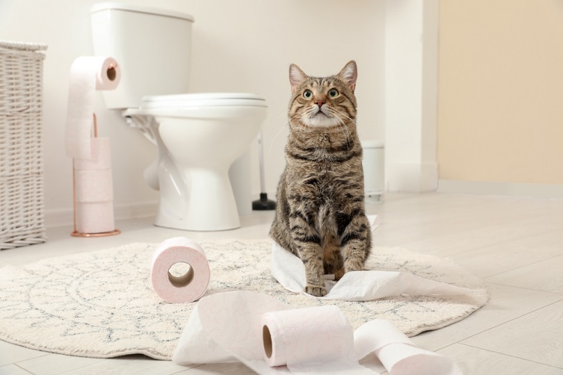 makreel tabby kat spelen met rol wc-papier