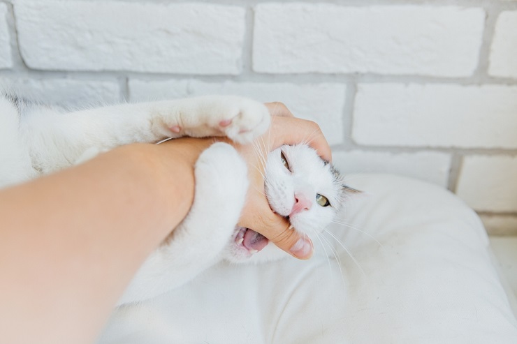 In plaats van een hygiëneprobleem te zijn, kan uw kat beledigd zijn als u naar andere katten of roofdieren ruikt.