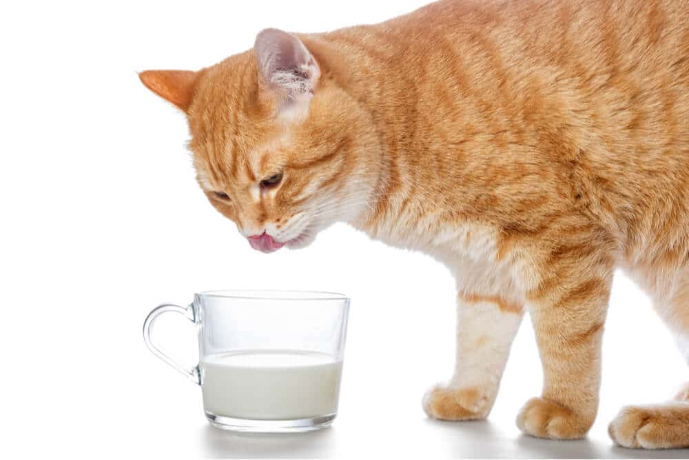 Kunnen katten melk drinken functie