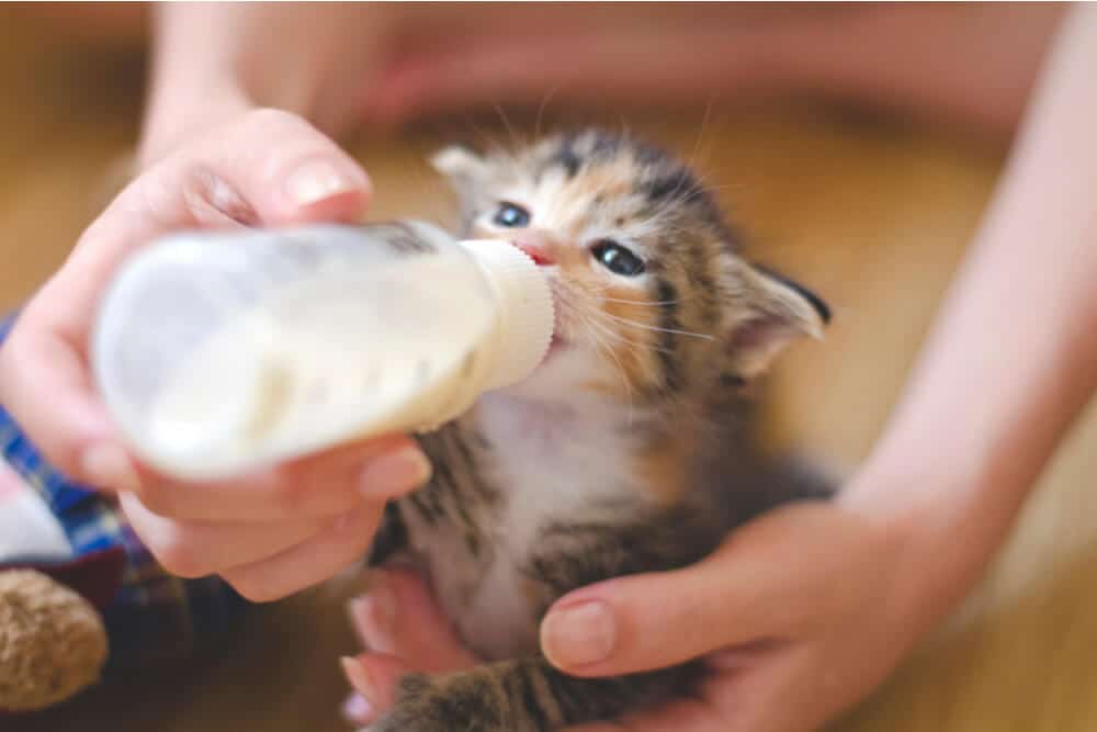 Kitten drinkt melk uit een fles