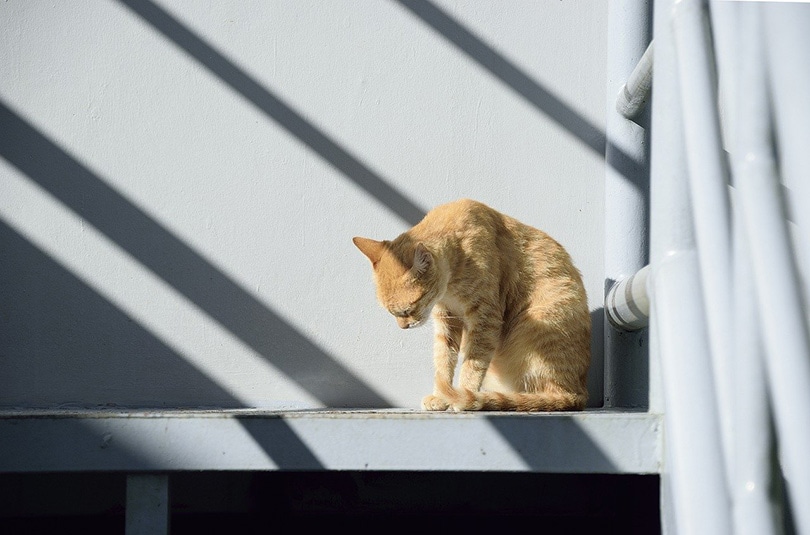 Rode Cyperse Kattenzitting alleen