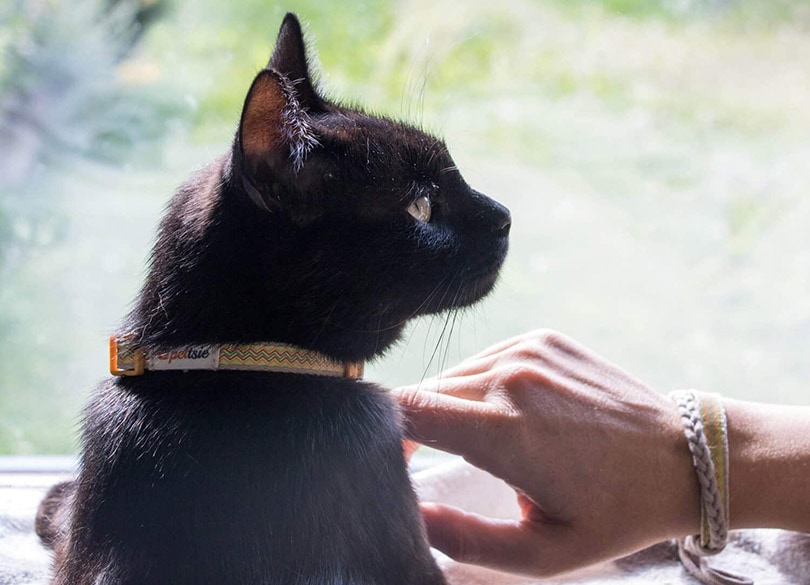 zwarte kat met een zwarte halsband