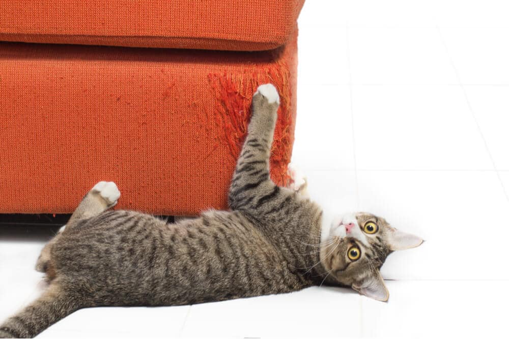Hoe u kunt voorkomen dat uw kat meubels krabt