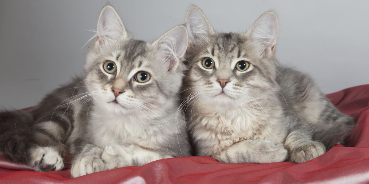 200 Beste tweeling kattennamen: schattige en grappige ideeën voor katten van broers en zussen