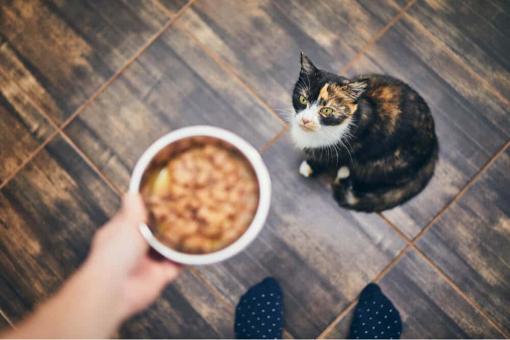 waarom eet mijn kat niet uitgelichte afbeelding