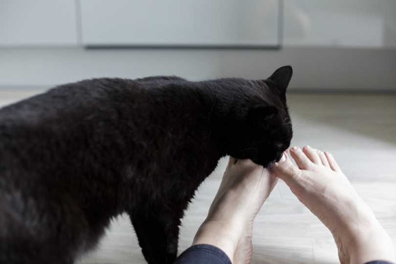 Zwarte kat die de tenen van een vrouw likt