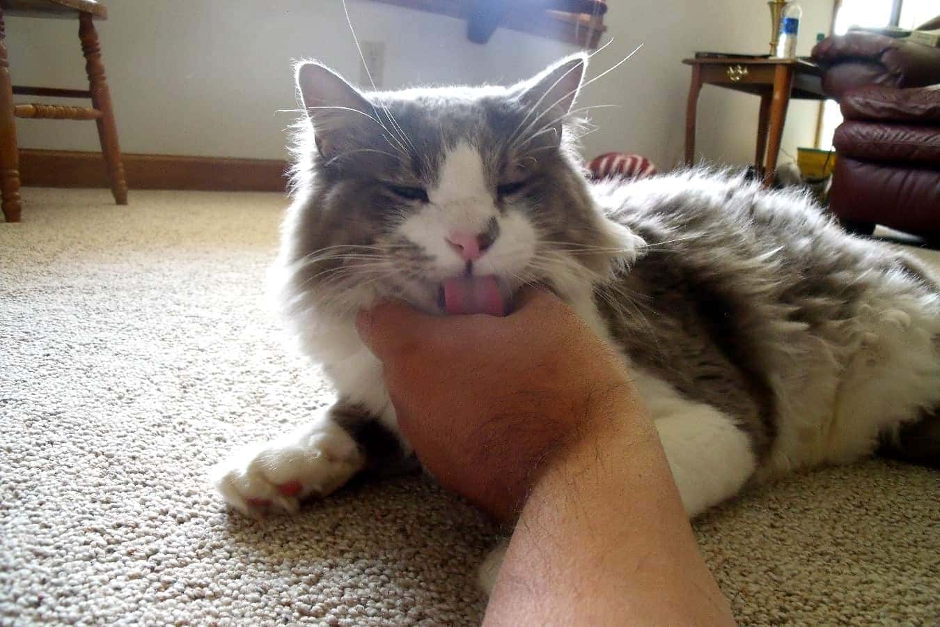 kat likkende hand