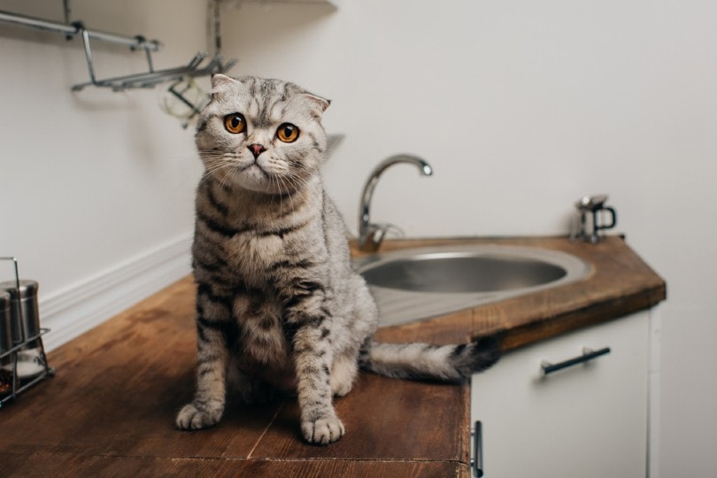 kat zit op keuken counter_LightField Studios, Shutterstock