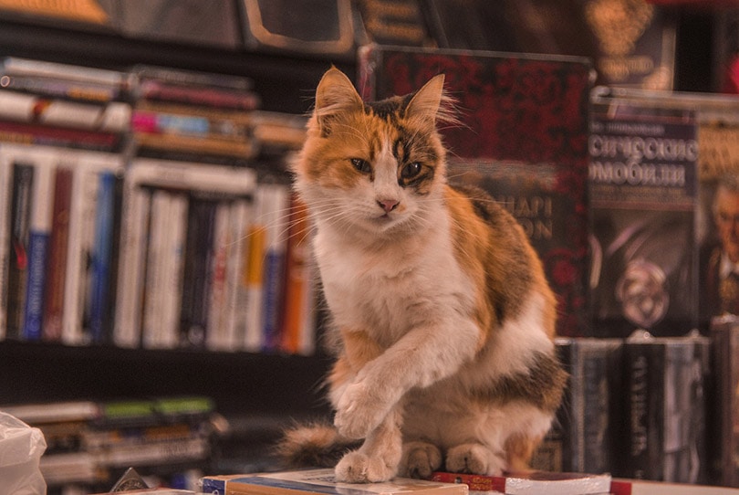 calico kat zitten op boeken