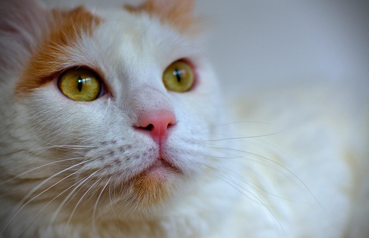 close-up van een Turkse busje kat