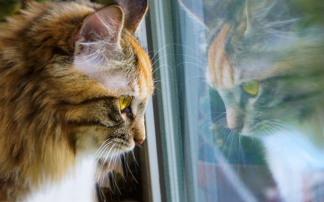 kat die naar het raam kijkt