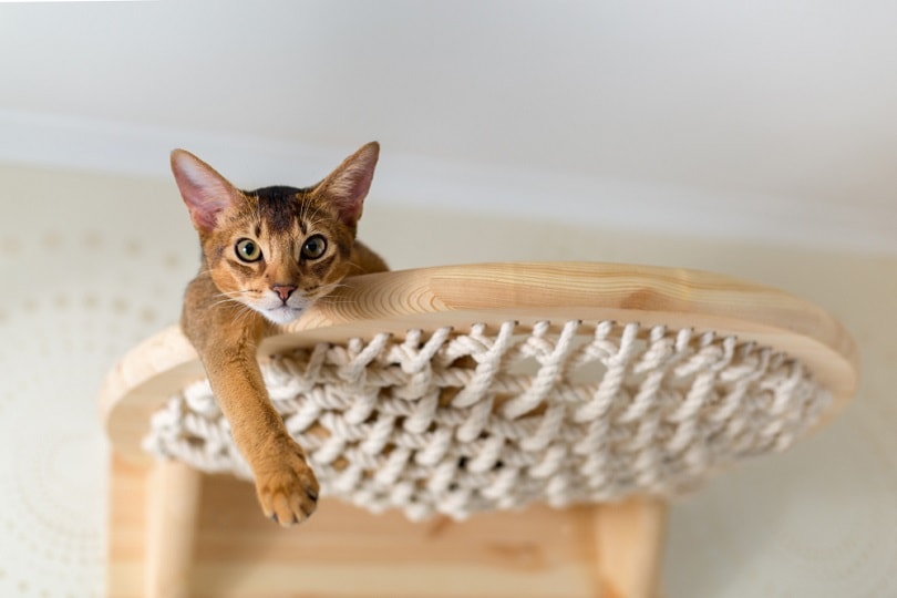 Abessijnse kat close-up op hangmat in huis