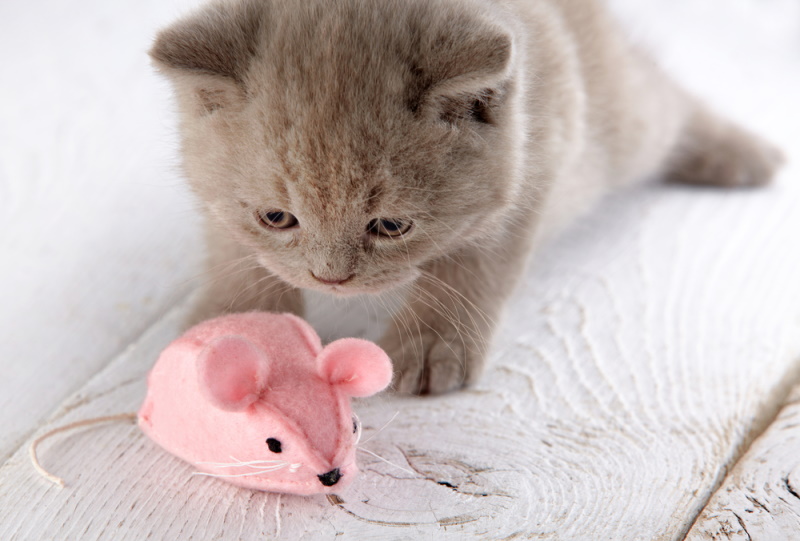 kitten speelt muis speelgoed