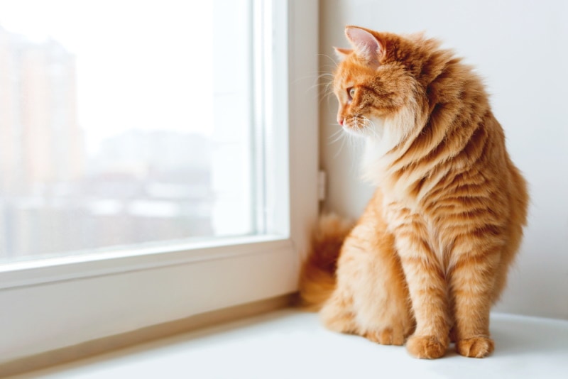 gember kat die naar het raam kijkt