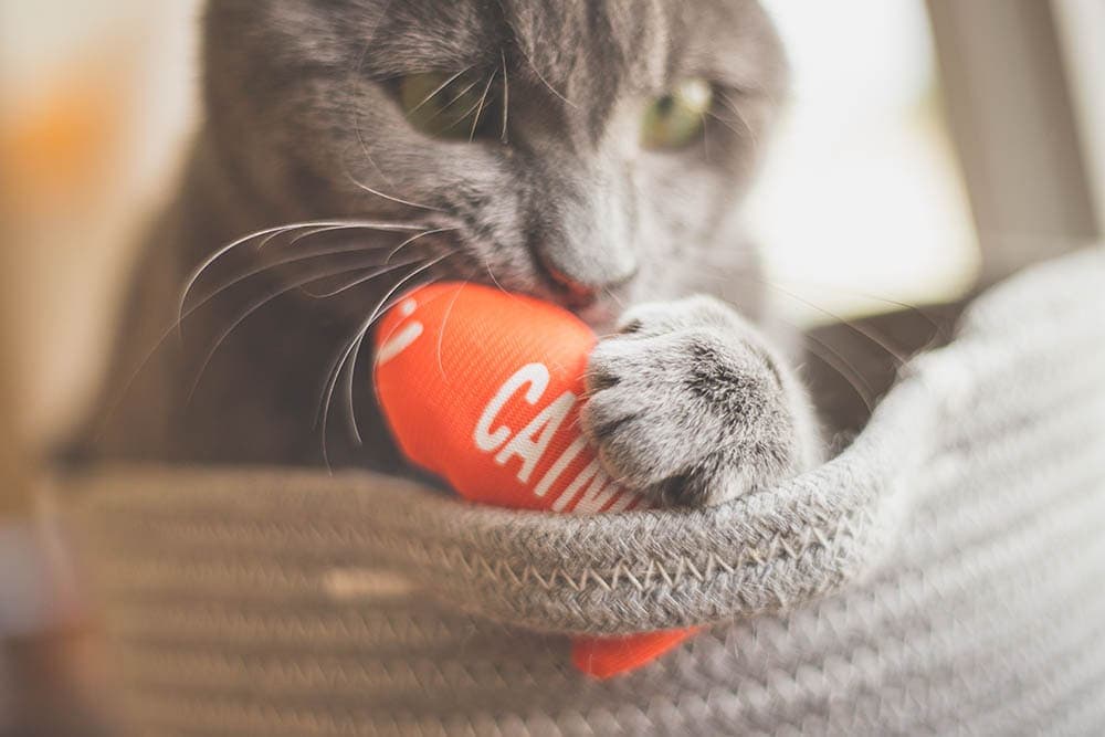 kat spelen met kattenkruid speelgoed