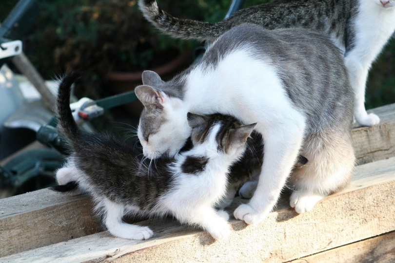 moeder en kitten